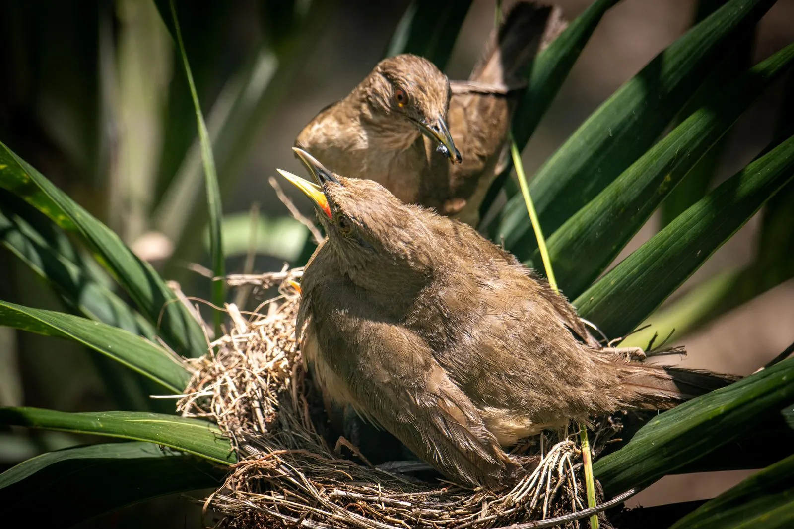 Actividad de conservación