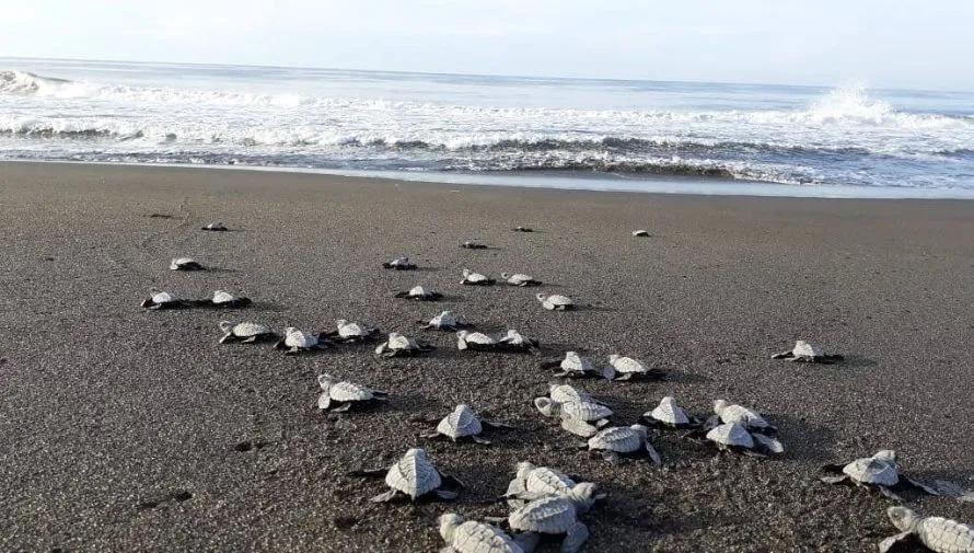 Sostenibilidad Oceana
